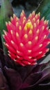 Fleshy bromelia flower