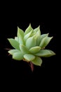 fleshy and engorged succulent plant isolated