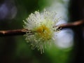 Fleur de change ÃÂ©corce - Aphloia theiformis