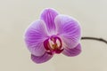 Fleur de Phaleanopsis en studio Royalty Free Stock Photo