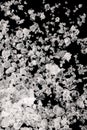 Sea salt, fleur de sel, close-up of crystals on a black surface