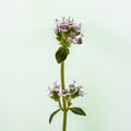 Fleur de thym en studio Royalty Free Stock Photo