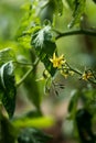 Fleure de tomate