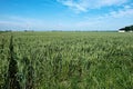 Flevo polder, the netherlands, june 28, 2021, Typical dutch landscape with grain field, farmland, farms and windmills or Royalty Free Stock Photo