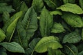 Flexible Plantain leaves. Generate Ai