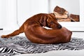 Flexible Rhodesian Ridgeback dog turning round showing ridge