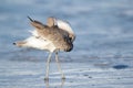 Flexible Willet is standing in the ocean water and preening in sunlight