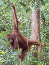 Flexible young orangutan hanging on a thin tree Kumai, Indonesi Royalty Free Stock Photo