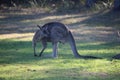 Flexing Grey Kangaroo Royalty Free Stock Photo