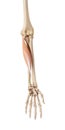 The flexor carpi radialis Royalty Free Stock Photo