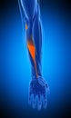 The flexor carpi radialis Royalty Free Stock Photo