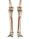 The flexor digitorum longus Royalty Free Stock Photo