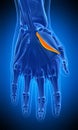 The flexor pollicis brevis Royalty Free Stock Photo