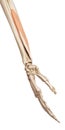 The flexor pollicis longus Royalty Free Stock Photo