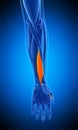 The flexor pollicis longus Royalty Free Stock Photo
