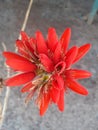 FlickrGul-e-Nishter or Tangra Flower | The flower of tree Erythrina natural image Royalty Free Stock Photo
