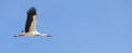 Fliegender Storch Royalty Free Stock Photo