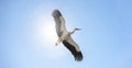 Fliegender Storch vor blauem Himmel