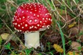 a red toadstool in grass Royalty Free Stock Photo