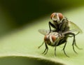 Flies Royalty Free Stock Photo