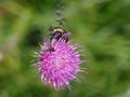 Flies approaching a bee on cardoon flower detail close up Royalty Free Stock Photo