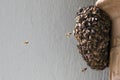 Flies bees on honeycomb hive