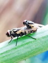 Flies that are breeding on green tree branches Royalty Free Stock Photo