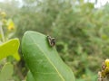 Flies breeding session Royalty Free Stock Photo