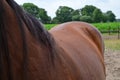 Several flies on a brown horse standig on a paddock Royalty Free Stock Photo