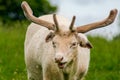 An albino fallow deer Royalty Free Stock Photo