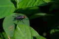 close up of a fly landing on a leaf Royalty Free Stock Photo