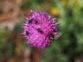 Flies on cardoon flower detail close up Royalty Free Stock Photo