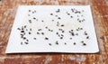 Flies caught on sticky fly paper trap Royalty Free Stock Photo