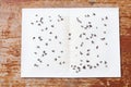 Flies caught on sticky fly paper trap Royalty Free Stock Photo