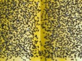 Flies caught on sticky flypaper trap Royalty Free Stock Photo