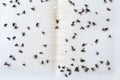Flies caught on white sticky fly paper Royalty Free Stock Photo