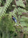 flies clinging to leaves. green fly Royalty Free Stock Photo