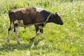 Flies clung to a small calf on a leash grazing in the meadow