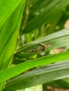 flies copulate in palm trees