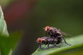 flies couple making love on the green leaf