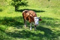 Flies covered cow, shackled with metal chain, grazing on spring