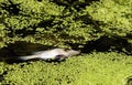 Flies on a dead fish