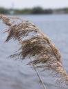 Flies on Dunegrass