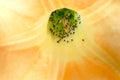 Flies in the flower