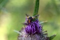 Flies on a flowering greater burdock, Arctium lappa Royalty Free Stock Photo