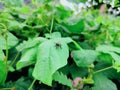 flies on the green leaves of a cloudy morning Royalty Free Stock Photo
