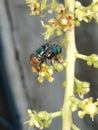 Flies help the fertilization process of mango plants... This is a sign that this mango is legit, sweet and delicious.. . Royalty Free Stock Photo