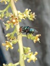 And flies help the fertilization process of mango plants... This is a sign that this mango is legit, sweet and delicious.. . Royalty Free Stock Photo