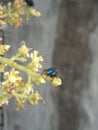 And flies help the fertilization process of mango plants... This is a sign that this mango is legit, sweet and delicious.. . Royalty Free Stock Photo