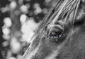 Flies on a horse eye Royalty Free Stock Photo